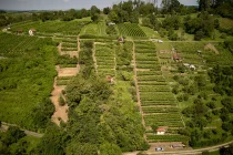 Wochenendgrundstück und Weinberg 2