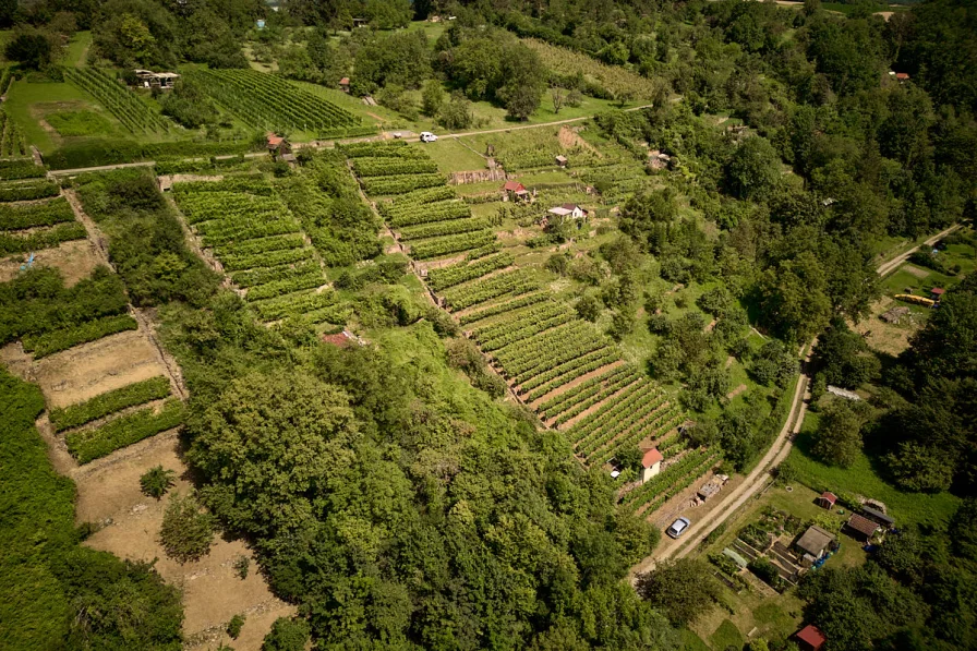 Wochenendgrundstück und Weinberg 3