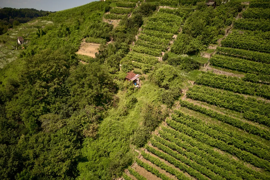 Wochenendgrundstück und Weinberg 4