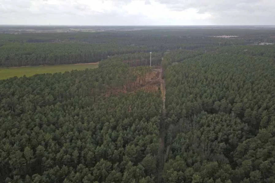  - Grundstück kaufen in Roggosen - 2.LIVE-AUKTION 2022: 1,8 ha Forstliegenschaft bei Cottbus