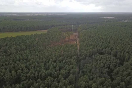  - Grundstück kaufen in Roggosen - 2.LIVE-AUKTION 2022: 1,8 ha Forstliegenschaft bei Cottbus