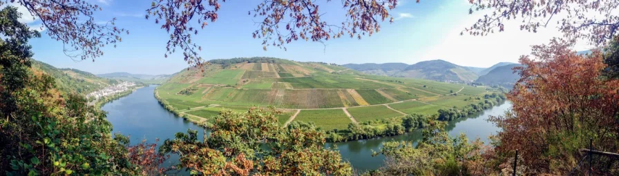 Bild 1 - Grundstück kaufen in Zell (Mosel) - Weinberggrundstück in Zell (Mosel) OT Briedel