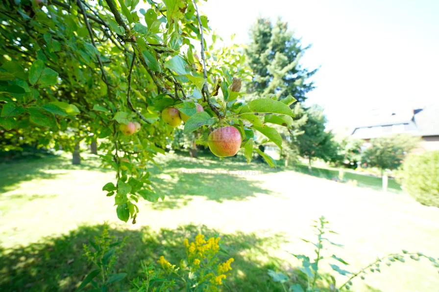 Alter Obstbaumbestand 4 Apfelsorten