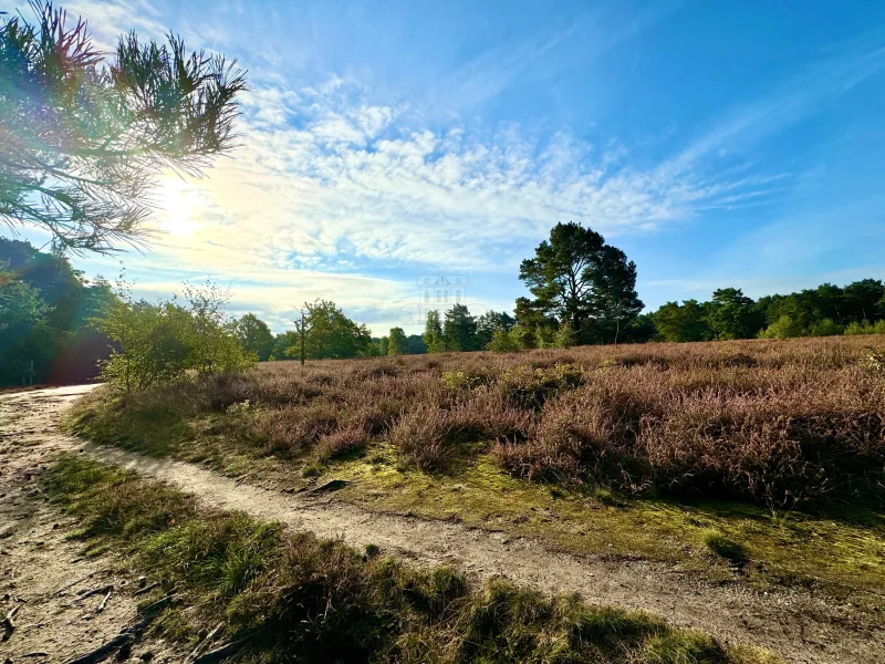 Impression Helstorfer Heide