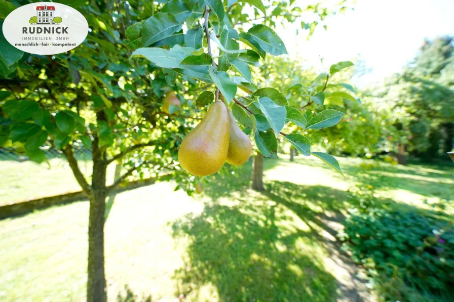 Alter Obstbaumbestand 3 verschiedene Birnensorten