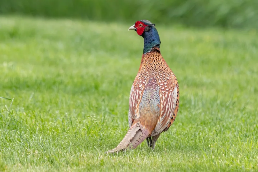 Gärten, Wege, Flora, Fauna