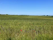 Schöne Aussicht_Feldblick