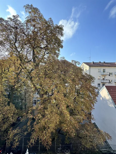 ... und der große Kastanienbaum im Hinterhof.