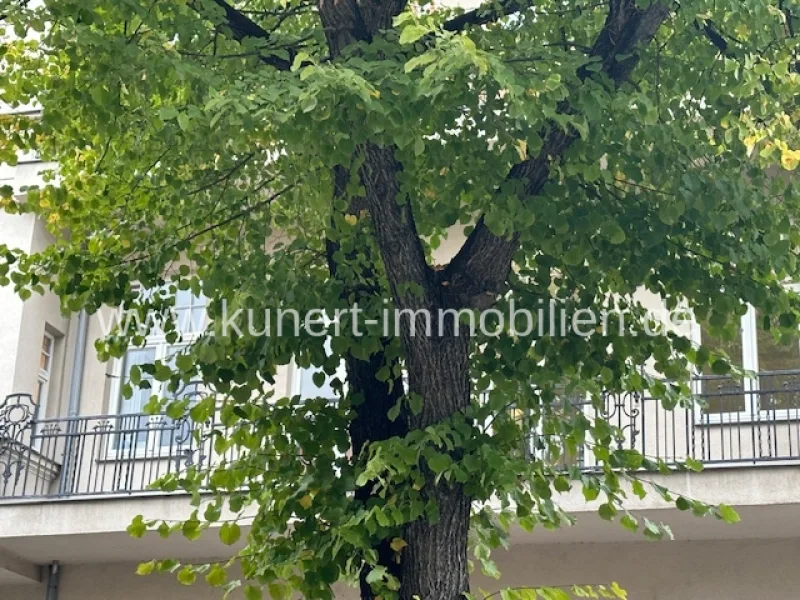 Baum vor dem Haus