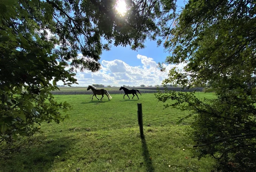 Pferdewiese hinter dem Hof