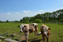 Tierische Nachbarn