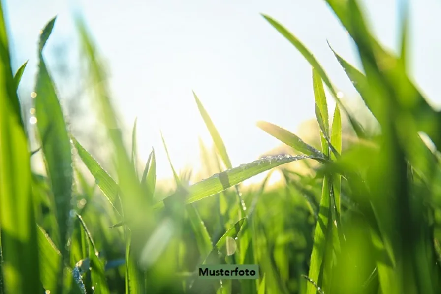 Keine Originalbilder - Grundstück kaufen in Finkenbach-Gersweiler - Landwirtschaftsflächen