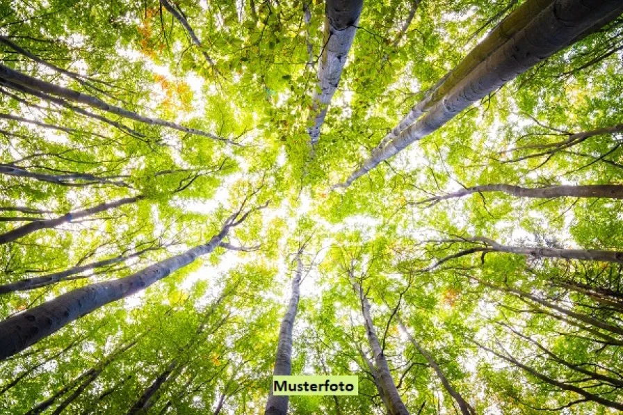 Keine Originalbilder - Grundstück kaufen in Gossersweiler-Stein - Waldflächen