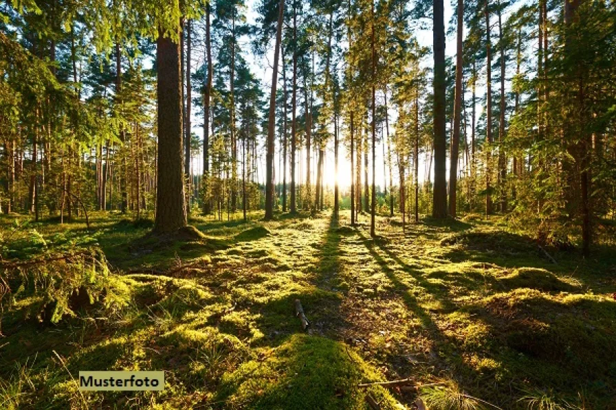 Keine Originalbilder - Grundstück kaufen in Oberoppurg - Mischwald