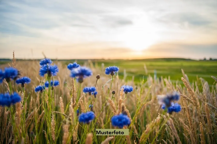 Keine Originalbilder - Grundstück kaufen in Kelbra - Ackerland ++ provisionsfrei ++