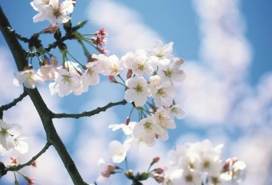 Frühling_Mai.jpg - Wohnung mieten in Hagenow - Einziehen und Wohlfühlen!