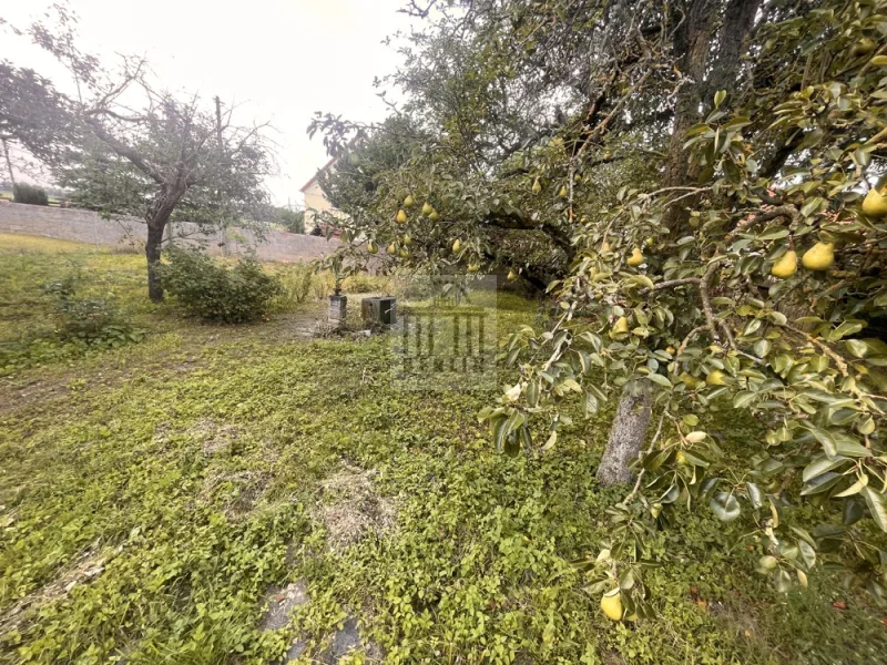 Garten - Birnenbaum