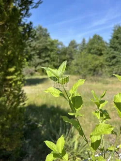 Hauptbild - Grundstück kaufen in Jamlitz - Selbstverwirklichung in toller LAGE