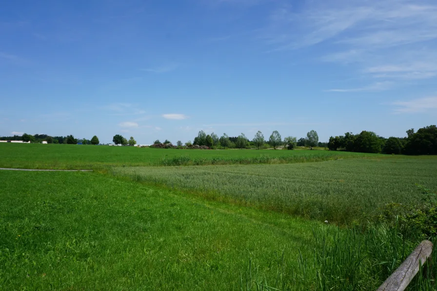 Blick ins Grüne