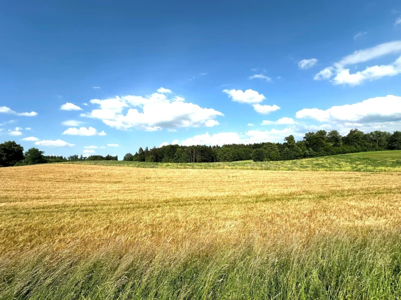 Ackerfläche mit gutzer Zufahrt - Land- und Forstwirtschaft kaufen in Amerang - 4 Hektar attraktives Ackerland und Grünflächen