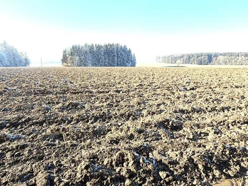 0,4 ha Wald und 0,4 ha Grünland optional