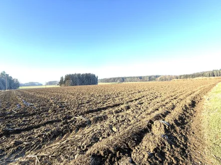  - Land- und Forstwirtschaft kaufen in Schnaitsee / Waldhausen - über 10 ha attraktives Ackerland