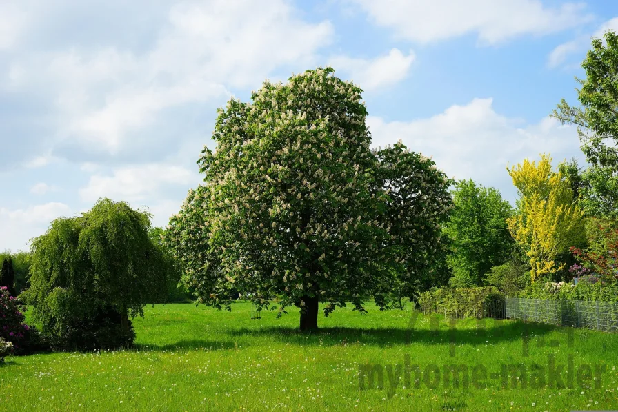 chestnut-tree-3390928_1920 - Grundstück kaufen in Schnaittach / Laipersdorf - großes Baugrundstück für 1-2 Einfamilienhäuser in Schnaittach Laipersdorf