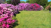 Rhododendron-Hecke