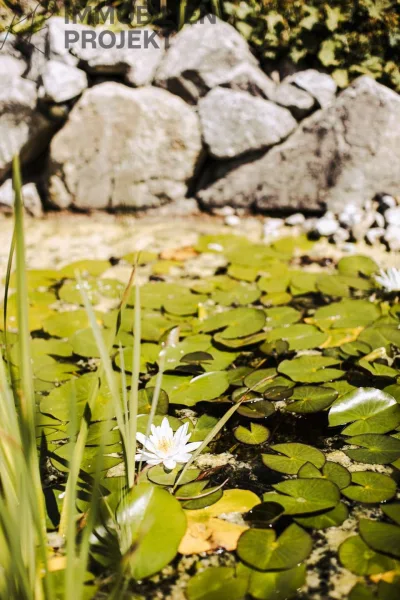 Gartenteich