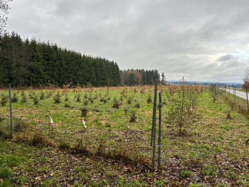 88684 - Grundstück kaufen in Schnaitsee / Bergham - Landwirtschaftsfläche (Acker) 0,65 ha