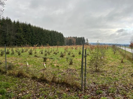 88684 - Grundstück kaufen in Schnaitsee / Bergham - Landwirtschaftsfläche (Acker) 0,65 ha