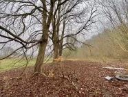 Wald auf dem Grundstück