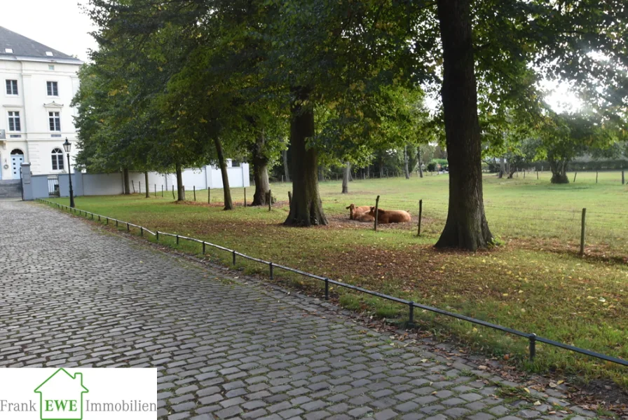 Kühe auf der Wiese vor dem Schloss - Kopie