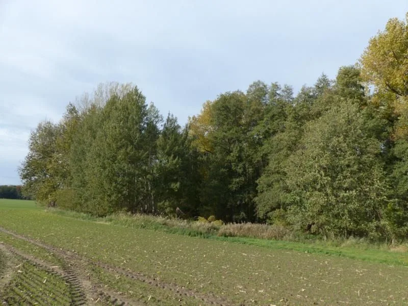 Ansicht Wald  - Grundstück kaufen in Naundorf - Waldflächen zu verkaufen in den Gemarkungen Naundorf, Casabra & Raitzen- Landkreis Nordsachsen