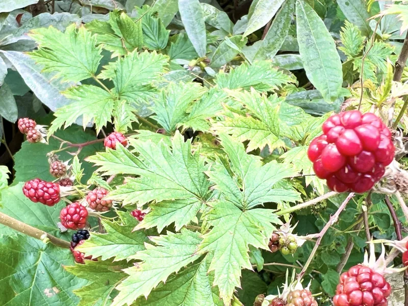 Impressionen im Garten