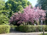 Garten im Sommer, alter Baumbestand