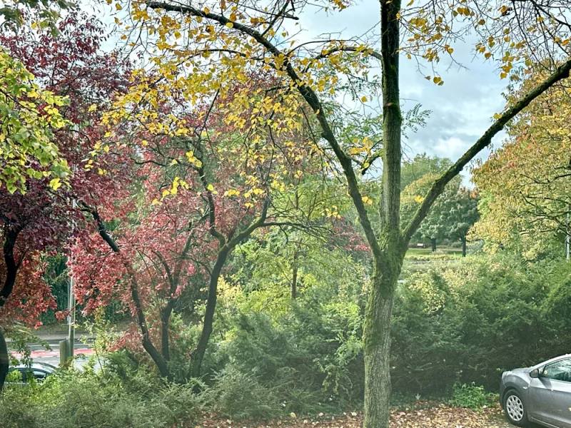 Blick aus dem Wohnzimmerfenster