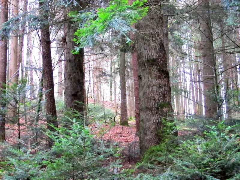  - Land- und Forstwirtschaft kaufen in Taching am See - Wunderschöne Waldfläche mit Altbaumbestand