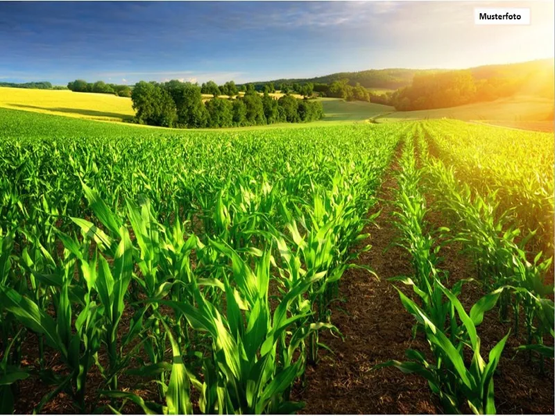 Musterfoto_Landwirtschaft - Haus kaufen in Martfeld - Haus in 27327 Martfeld, Auf dem Neuen Lande