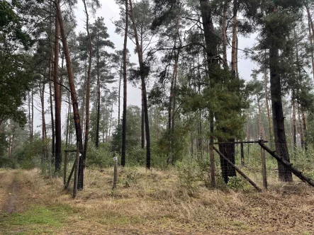 Grundstück8 - Grundstück kaufen in Bad Wilsnack - Forstliegenschaft bei Groß Lüben * RESERVIERT*