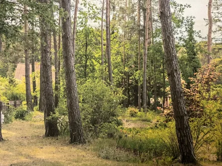 Grundstück - Grundstück kaufen in Borkheide - 30 Min bis Berlin oder Potsdam: Baugrundstück mit Baugenehmigung im grünen Borkheide