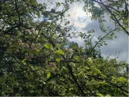 Obstbaumblüte